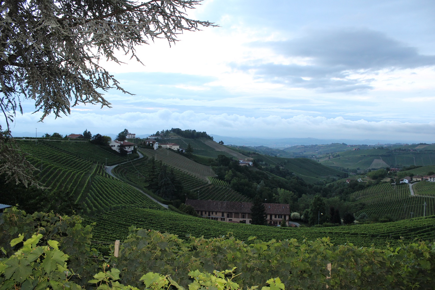 I vigneti vocati ad Asti Docg delle frazioni San Rocco Seno d'Elvio e Madonna di Como possono rivendicare la denominazione 