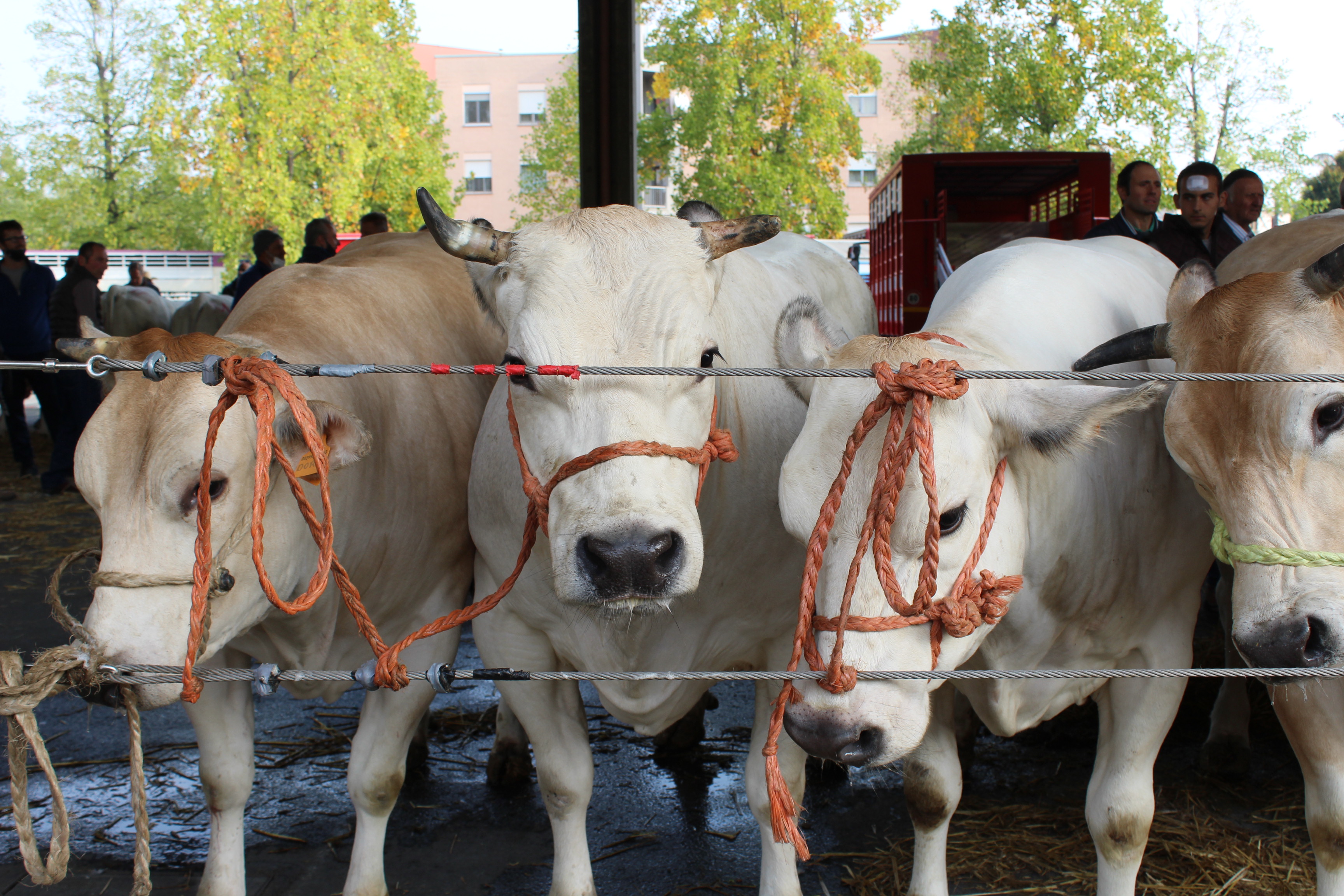 Giovedì 10 ottobre torna la grande Rassegna Bovina dedicata alla Sottorazza Albese